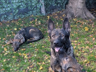 German Shepherd dogs - Advert 3