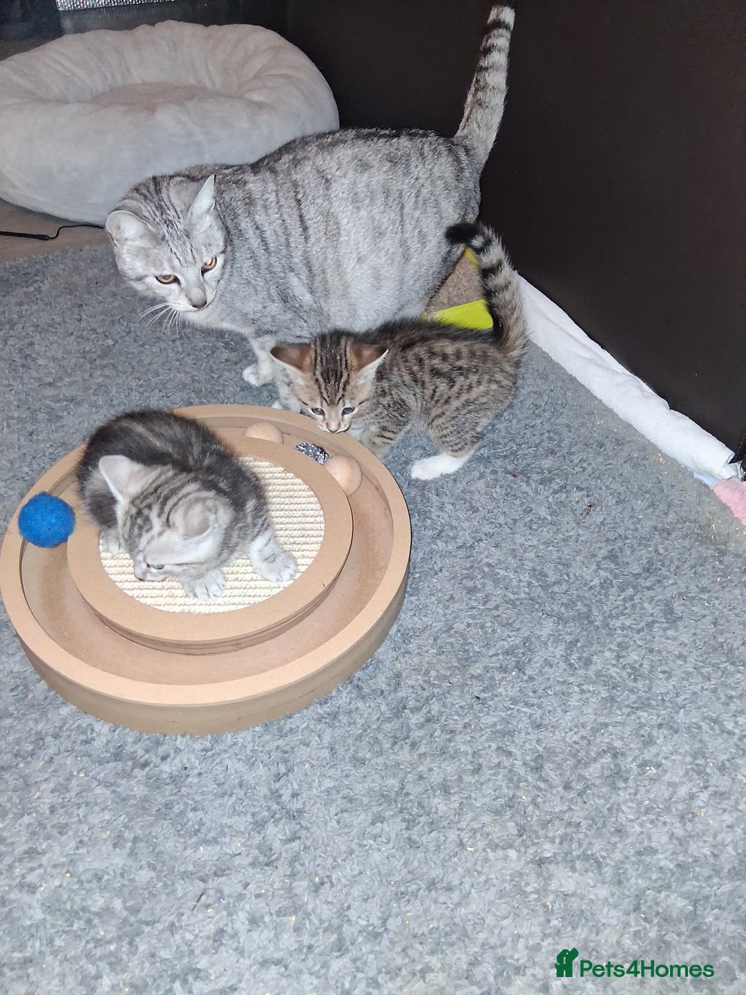Bengal cats for sale: 1 Bengal boy  1 brown tabby boy - Advert 2