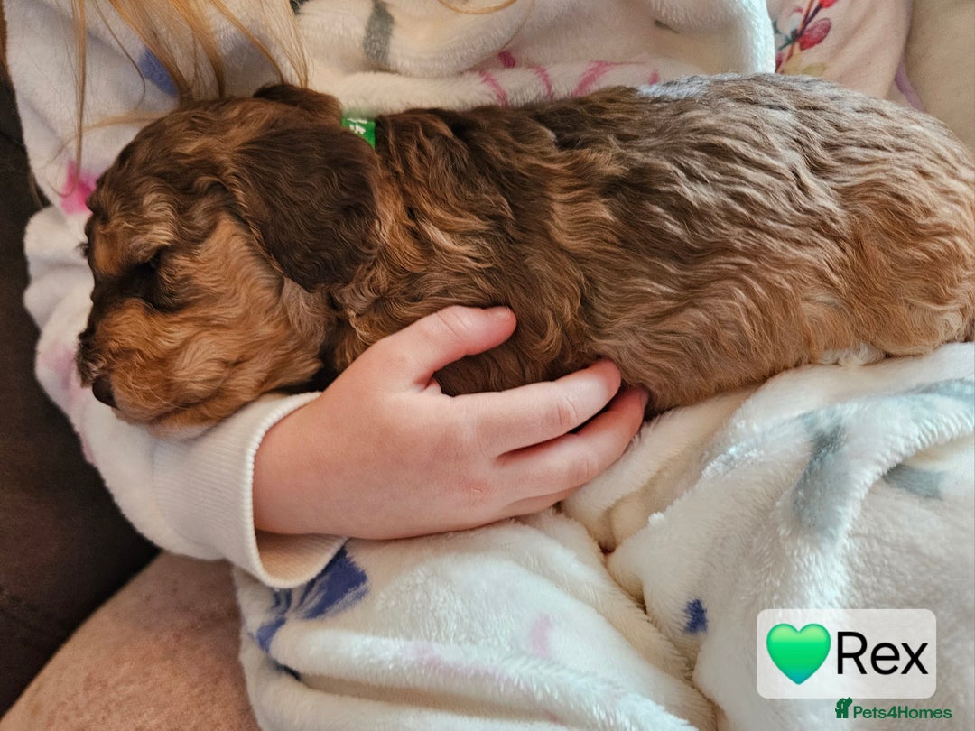 Cockapoo dogs for sale: F3b Cockapoo Puppies – DNA health tested - Advert 5