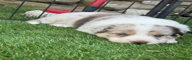Border Collie 1