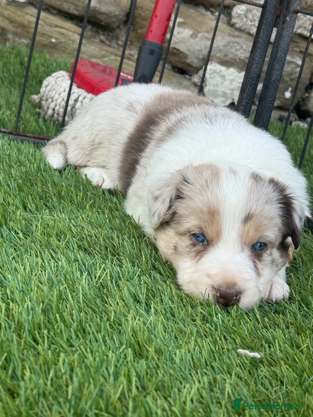 Border Collie dogs for sale: DNA CLEAR BORDER COLLIES  - Advert 1
