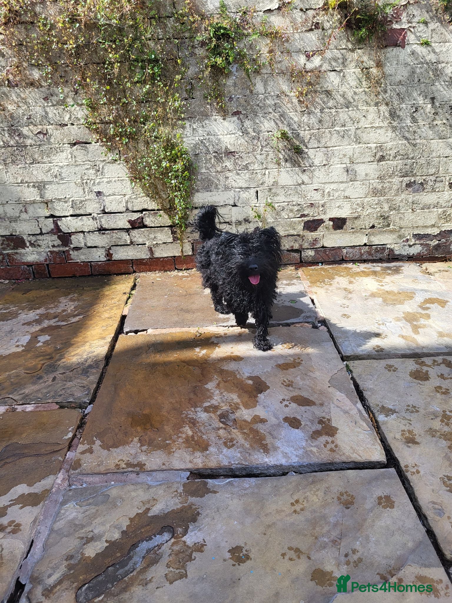 Mixed Breed dogs Reggie  - Advert 16