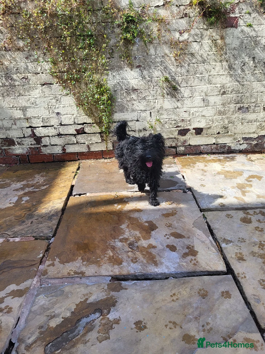 Mixed Breed dogs for sale: Reggie  - Advert 1