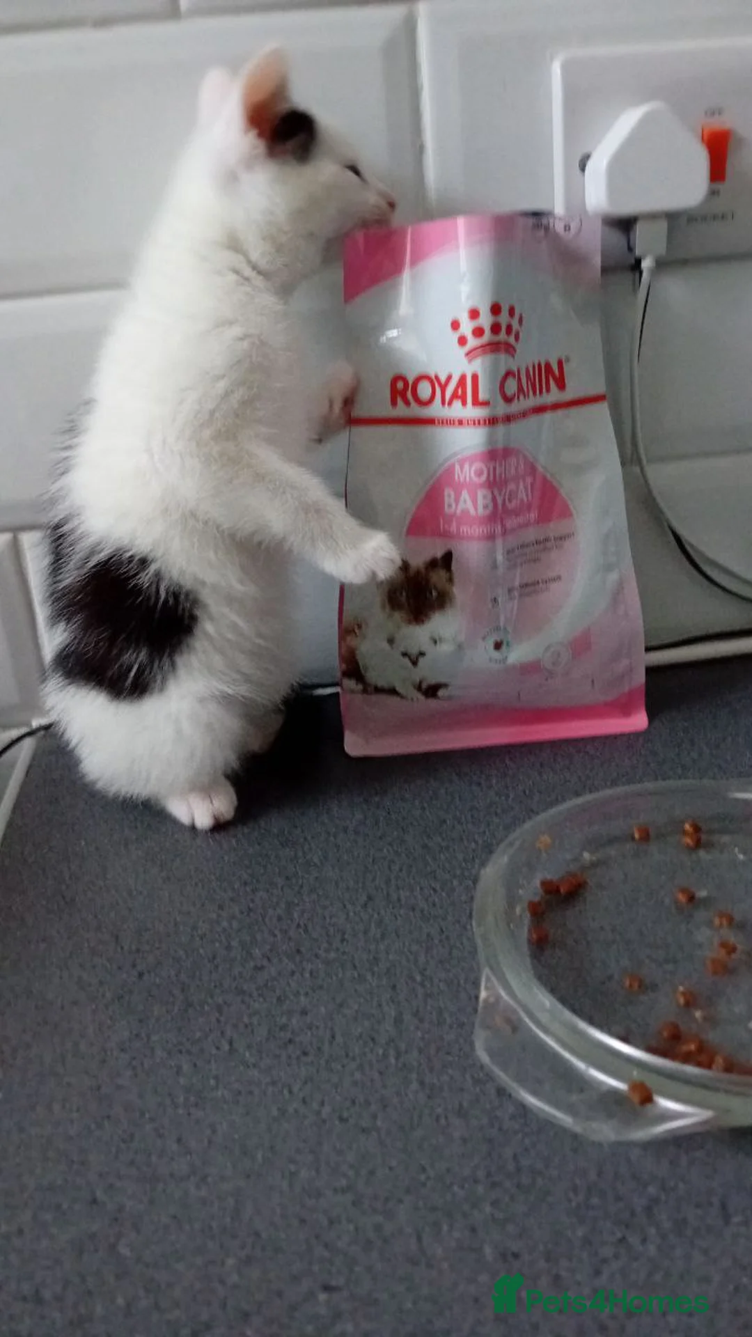 Mixed Breed cats for sale: Kittens are looking for a home  - Advert 3