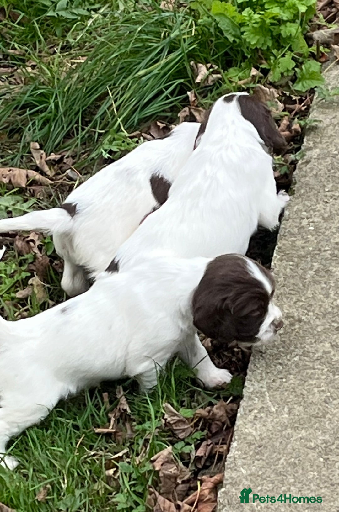 English Springer Spaniel dogs for sale: Springer spaniel puppies - Image 5