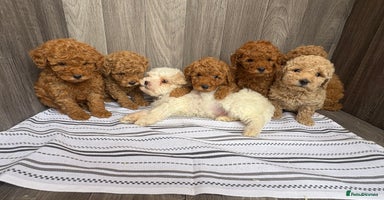 Maltipoo dogs - Advert 1