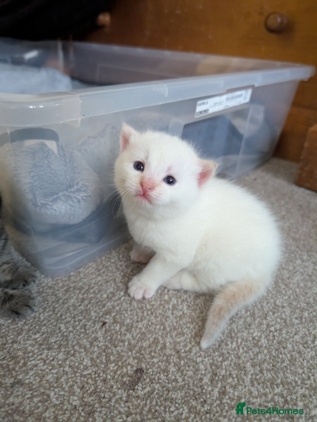 Mixed Breed cats for sale: 2 Beautiful kittens  - Image 6