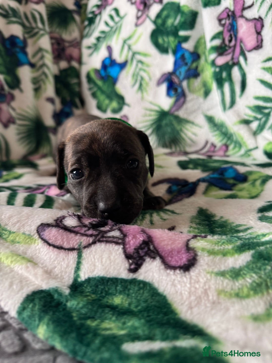 Mixed Breed dogs for sale: Beautiful Daffys - staffy cross dachshund  - Image 26