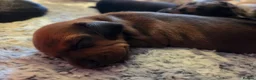 Miniature Dachshund dogs for sale: MINIATURE DACHSHUNDS TO FIND THEIR FOREVER HOME 🏡 - Advert 36