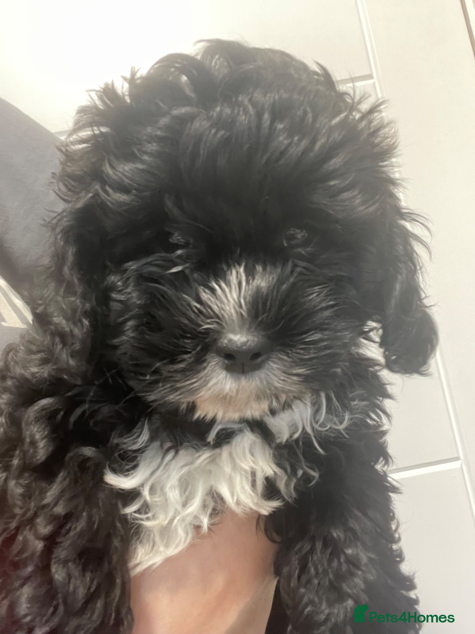 Shihpoo dogs Shihpoo pups  - Advert 3