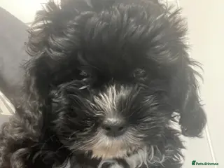 Shihpoo dogs Shihpoo pups - Advert 3