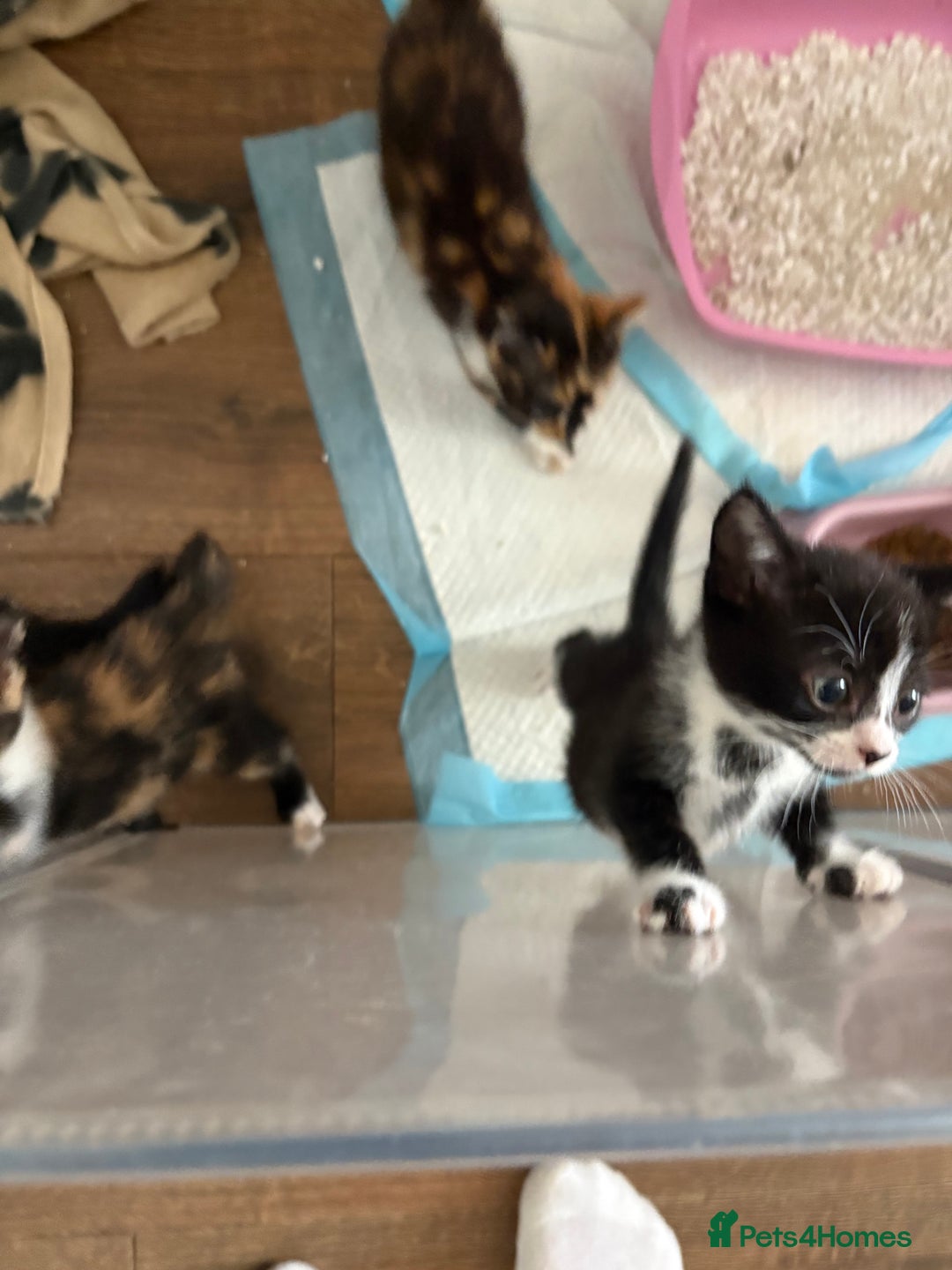 Mixed Breed cats for sale: Beautiful kittens  - Image 2