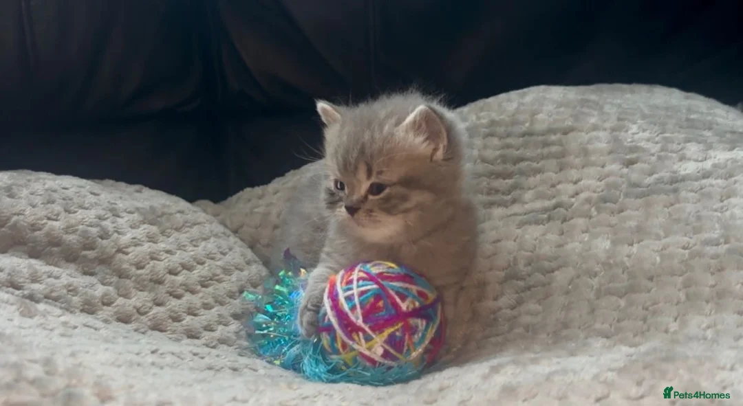 British Shorthair cats for sale: Beautiful rainbow 🌈 litter of bsh kittens  - Advert 2