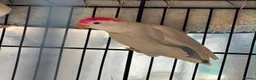 Lovebirds birds for sale: Pale Fallow Lovebirds  - Advert 3