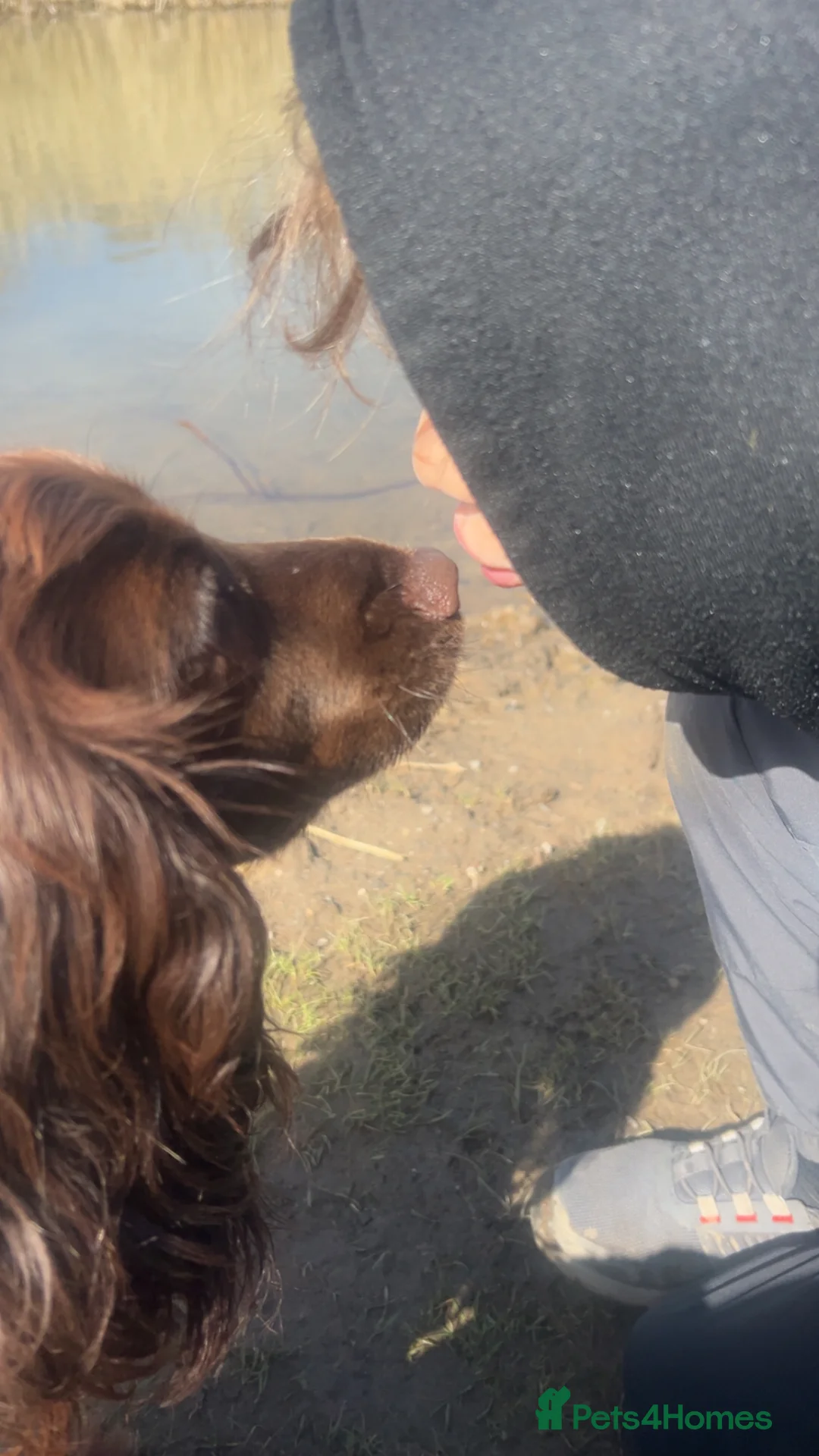 Cocker Spaniel dogs for sale: Lola  - Advert 5