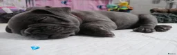 French Bulldog dogs for sale: French Bulldog puppies  - Advert 32