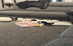 Sprocker dogs for sale: Sprocket Puppies - Advert 2