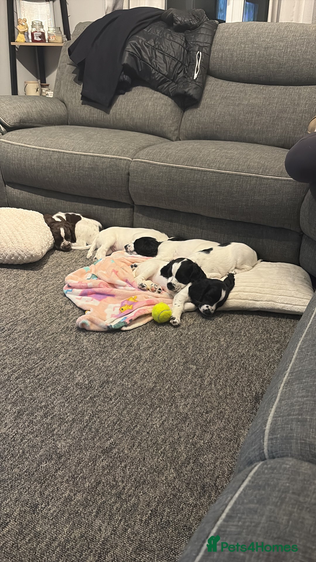 Sprocker dogs for sale: Sprocket Puppies - Advert 2