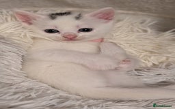 Turkish Angora cats for sale: Beautiful Turkish Angora cross kittens - Image 4