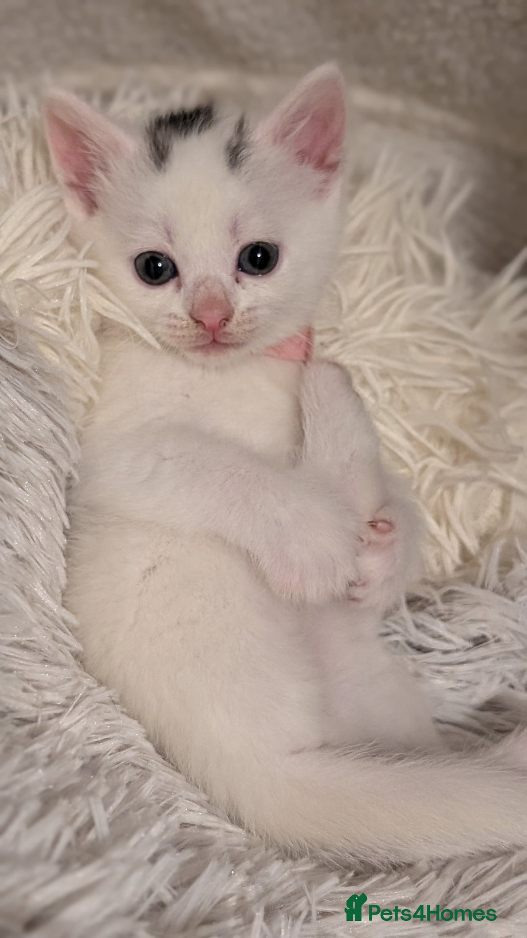 Turkish Angora cats for sale: Beautiful Turkish Angora cross kittens - Image 4