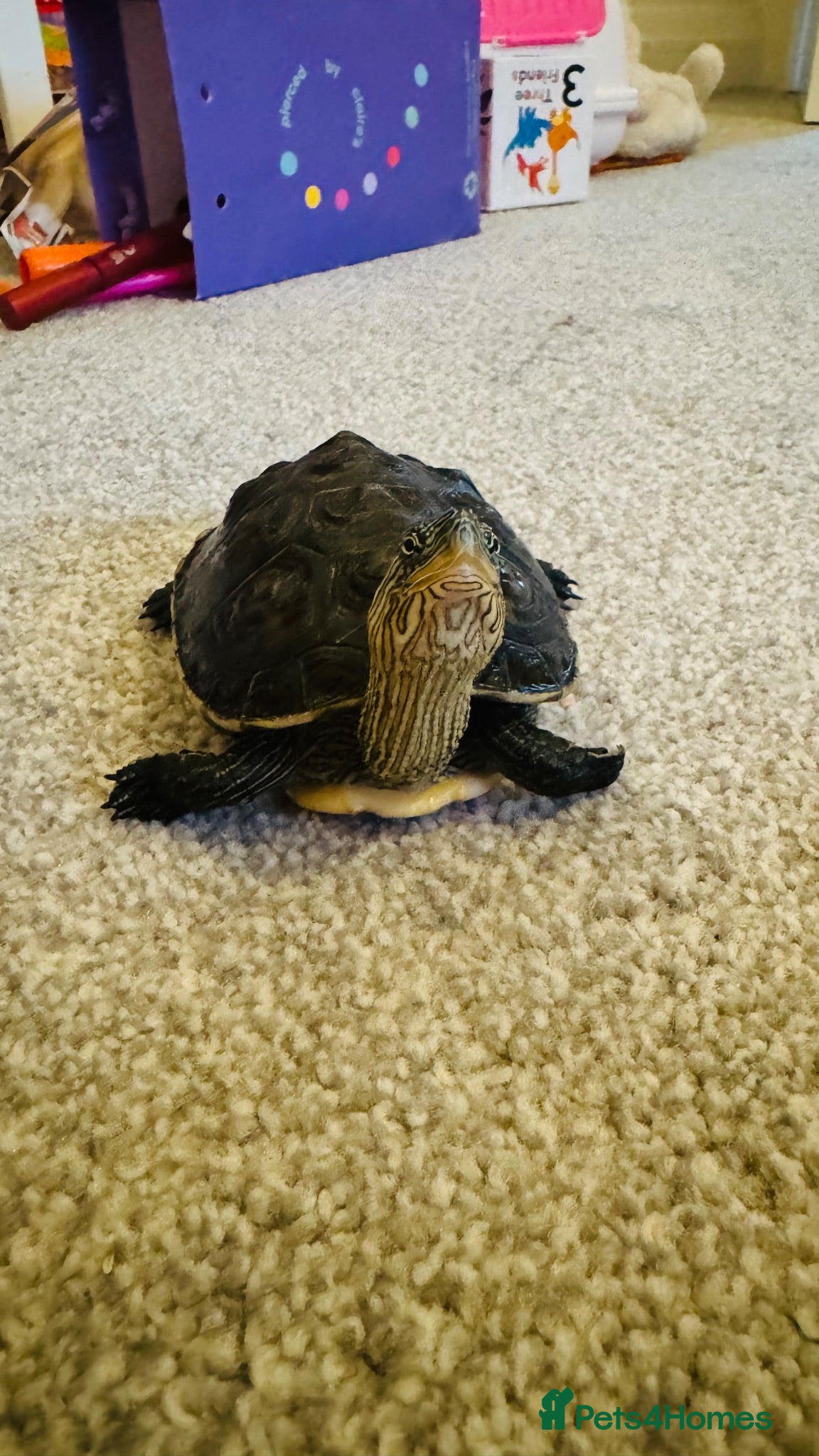 Turtle reptiles Turtles Looking for a New Home 🏡 - Advert 1