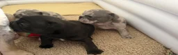 French Bulldog dogs for sale: KC/DWKC Registered French Bulldog Puppies - Advert 11