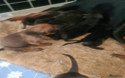 Mixed Breed dogs for sale: cane corso x doberman puppies - Image 7