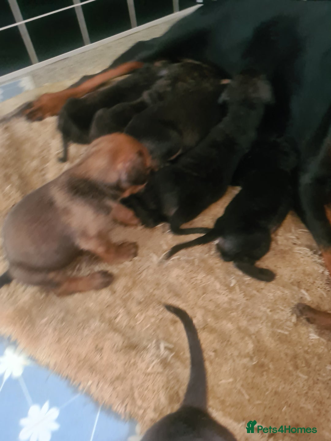 Mixed Breed dogs for sale: cane corso x doberman puppies - Image 7