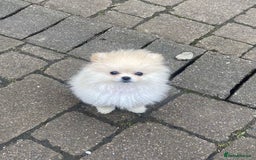 Pomeranian dogs for sale: KC Registered Cream Pomeranian Girl - Image 5