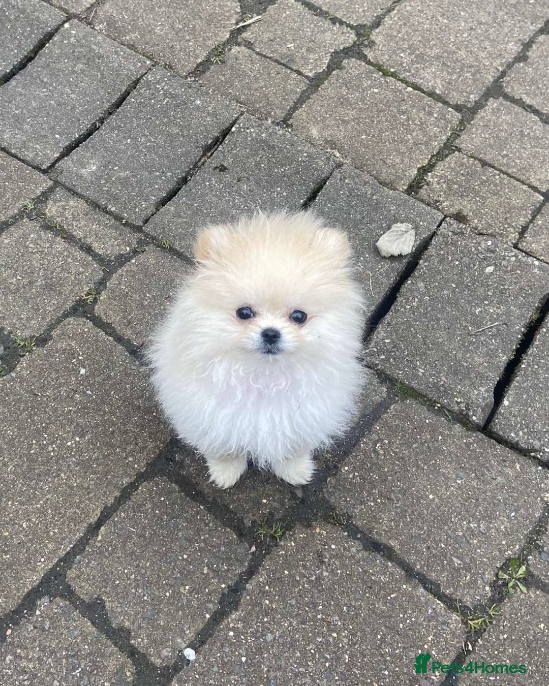 Pomeranian dogs for sale: KC Registered Cream Pomeranian Girl - Image 5