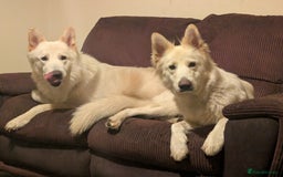 Mixed Breed dogs for sale: Two white shepherds both 18 months - Image 5