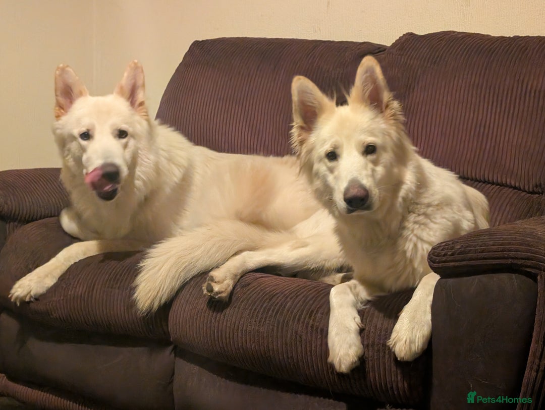Mixed Breed dogs for sale: Two white shepherds both 18 months - Image 5