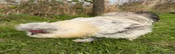Chickens poultry for sale: CHICKENS FOR SALE – POINT OF LAY HENS & ROOSTERS in Ilfracombe - Advert 30