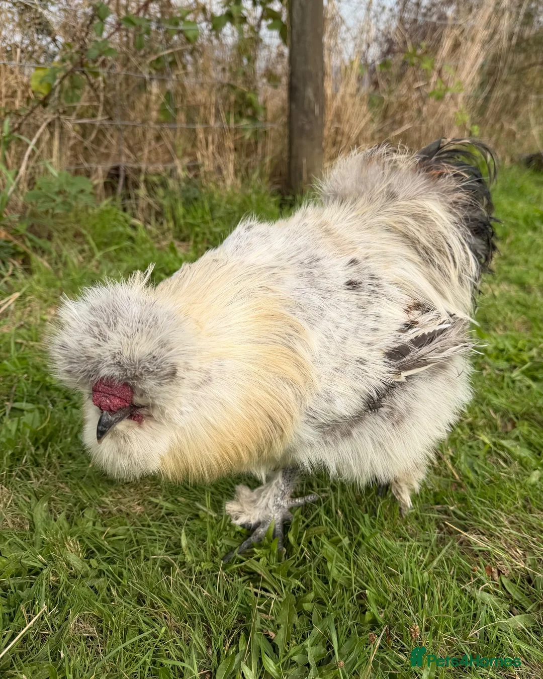Chickens poultry for sale: CHICKENS FOR SALE – POINT OF LAY HENS & ROOSTERS in Ilfracombe - Advert 30