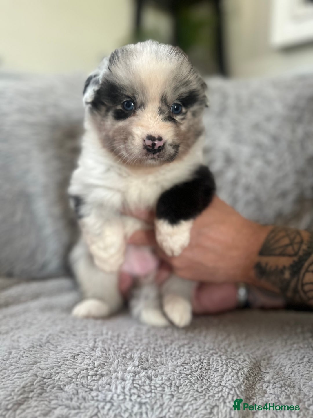 Australian Shepherd dogs for sale: 3 remaining- Beautiful Australian Shepherds  - Image 22