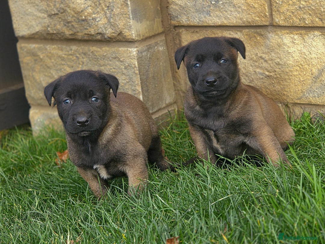 Belgian Shepherd Dog dogs for sale: Dutch Herder x Mali Pups 🔥 - Advert 24