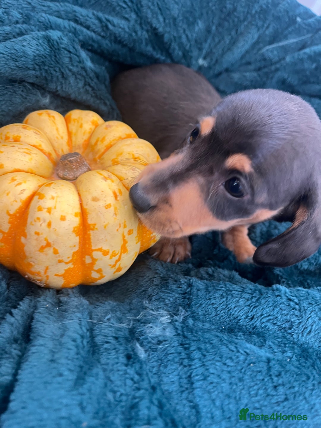 Dachshund dogs for sale: 6 beautiful dachshund puppies  - Image 17