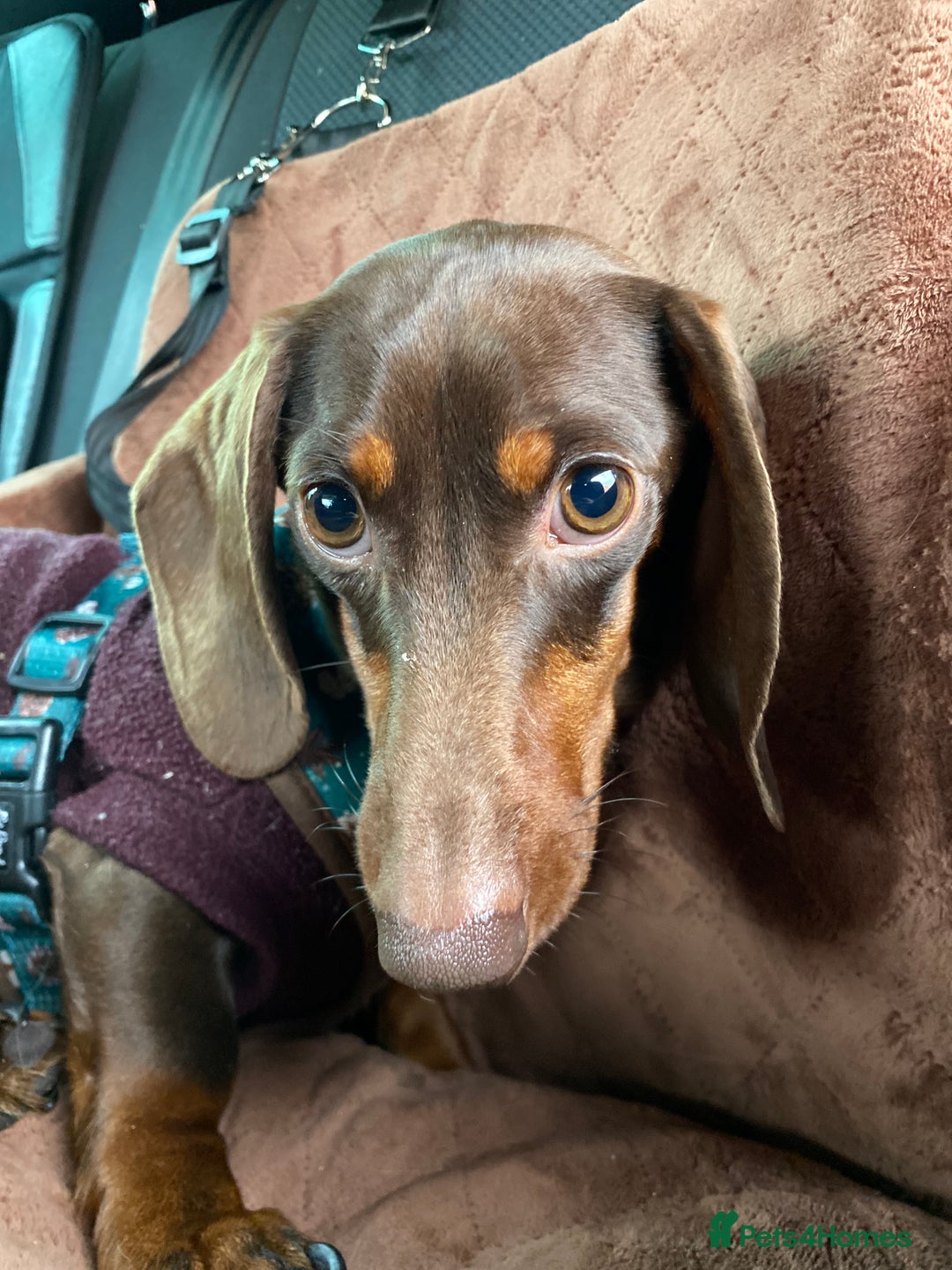 Miniature Dachshund dogs for sale: 1yo Miniature Dachshund - Advert 5