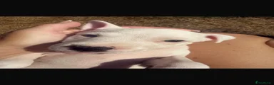 Mixed Breed 3