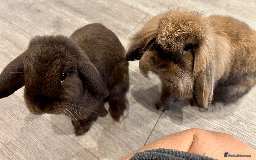 Mixed Breed rabbits for sale: 2 x Bonded Mini Lop X Lionhead Rabbits  - Image 1