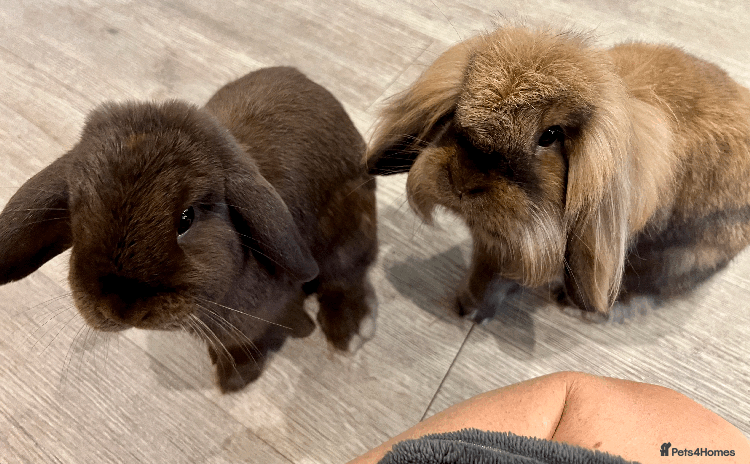 Mixed Breed rabbits - Advert 2
