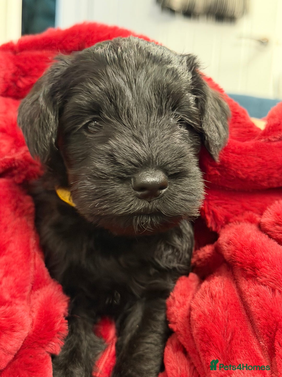 Miniature Schnauzer dogs for sale: Black Miniature Schnauzer Puppies  - Advert 9