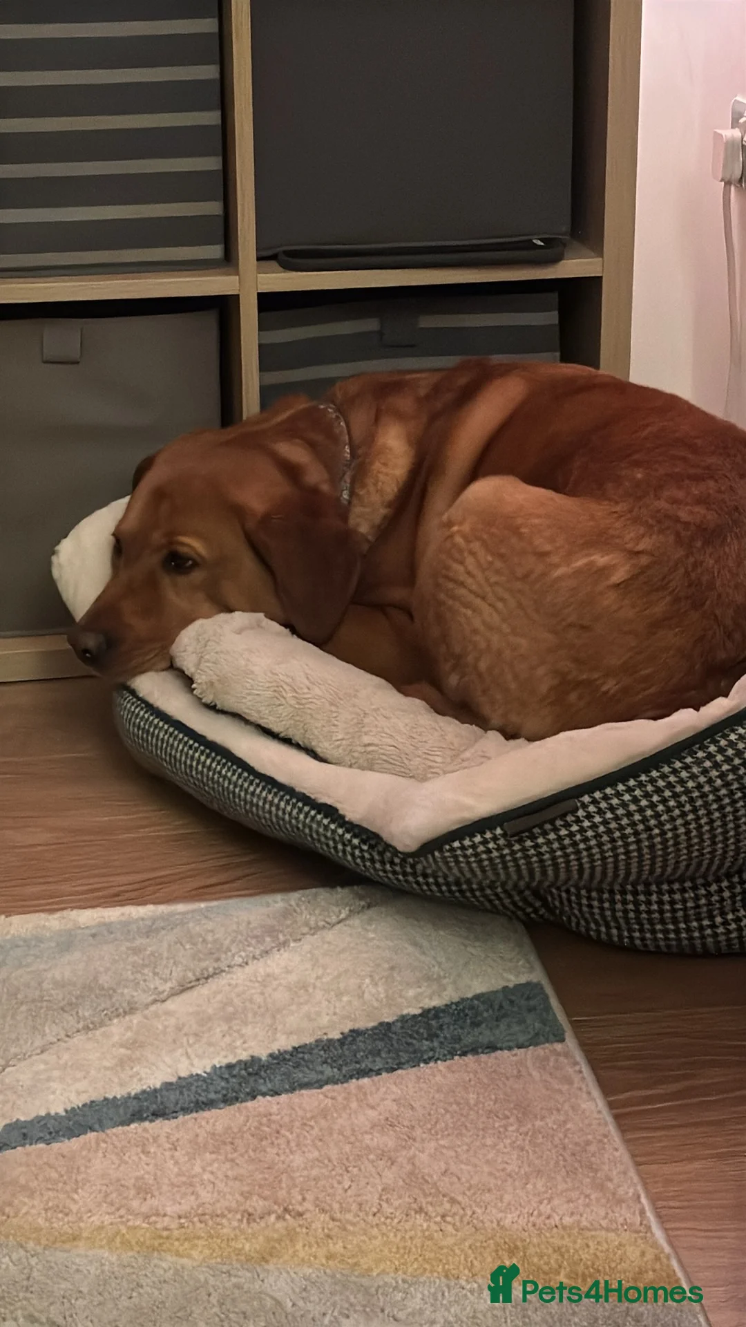 Labrador Retriever dogs for sale: 5 year old male fox  red Labrador  in Boldon Colliery - Advert 2