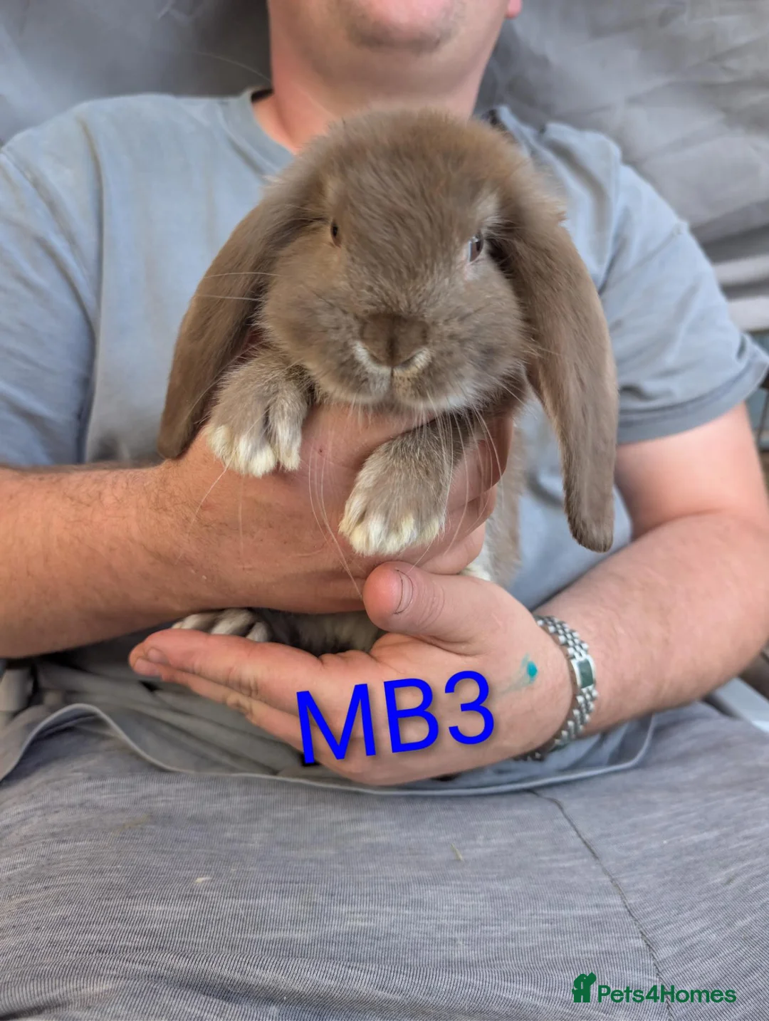 French Lop rabbits for sale: Beautiful french lops - Advert 2