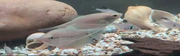 Other/Mixed Breed fish for sale: Various fish for sale  in Northolt - Advert 6
