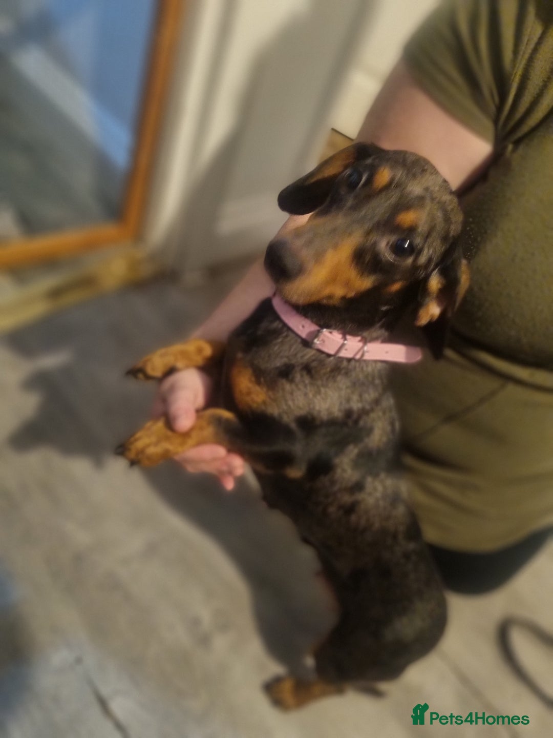 Miniature Dachshund dogs for sale: Miniature Dachshund  - Advert 1