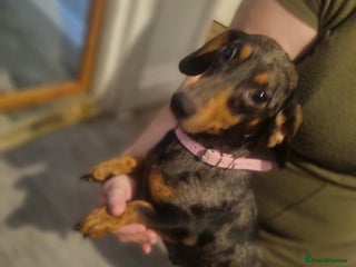 Miniature Dachshund dogs Miniature Dachshund - Advert 2
