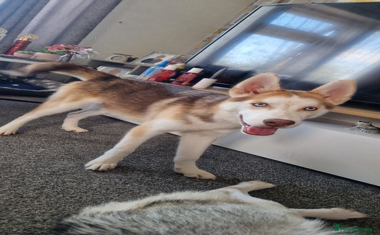 Siberian Husky dogs - Advert 1