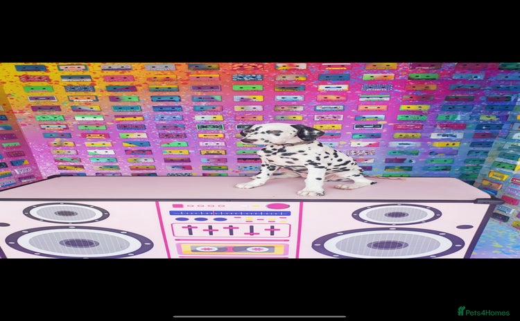 Dalmatian dogs in Ellesmere Port - Advert 1