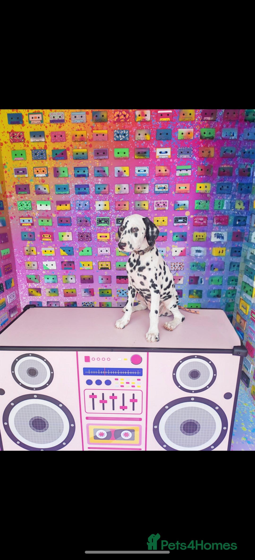 Dalmatian dogs for sale: Dalelladoo Dalmatians - Champion bred puppies   in Ellesmere Port - Image 1